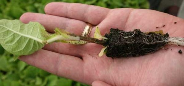  Μαύρο πόδι στα φυτά τομάτας