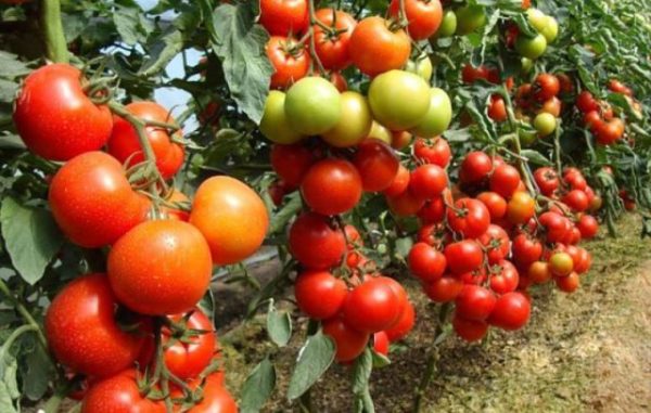  Maior rendimento de tomates fertilizados com sulfato de potássio