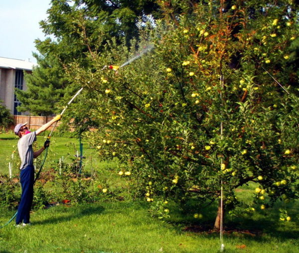  Condiții de prelucrare a pomilor fructiferi