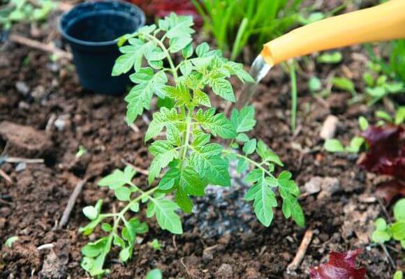  Para melhorar o crescimento, você pode regar os tomates com misturas de fertilizantes.