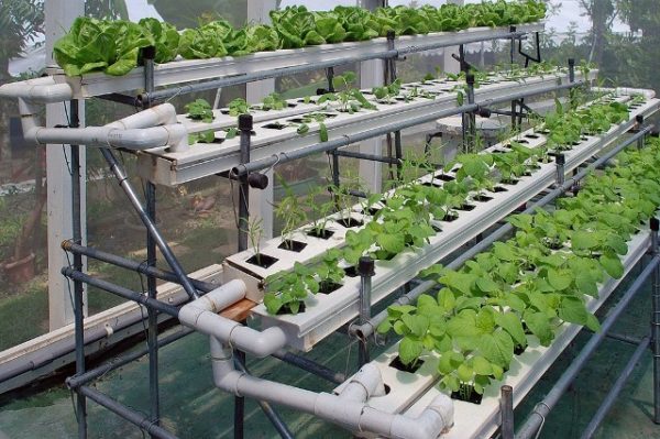  Growing plants by hydroponics