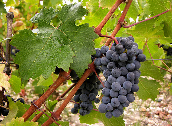  cabernet sauvignon grapes
