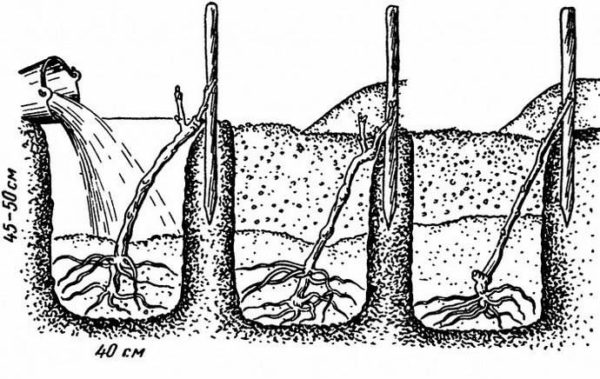  Schema de plantare a strugurilor în sol deschis