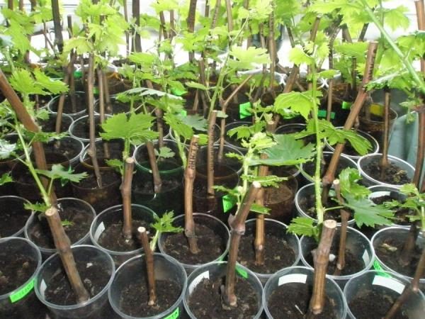  Για τα σταφύλια αναπαραγωγής Velez καλύτερα να χρησιμοποιήσετε φυτά