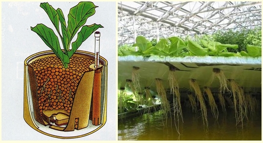  Das Wurzelsystem von Pflanzen, wenn es durch Hydrokultur gezüchtet wird