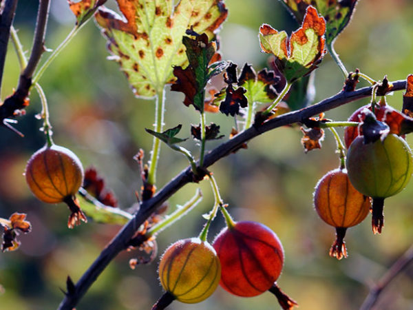  През есента цариградско грозде се нуждаят от грижи преди зимата