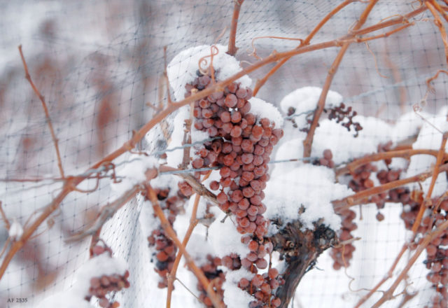  как да покриете гроздето за зимата
