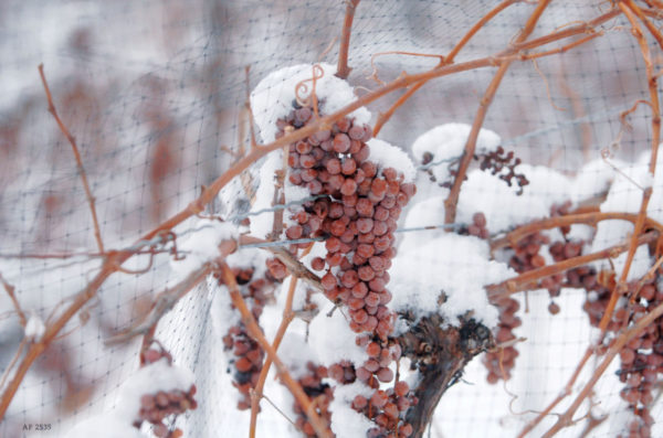  wie man die Trauben für den Winter bedeckt