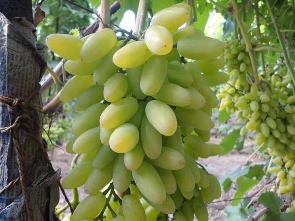  Beyaz Timur üzümleri