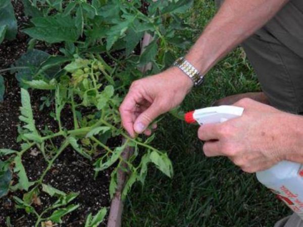  Spraying tomatoes drug HB-101