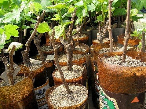  Tagli di germinazione dell'uva Anyuta