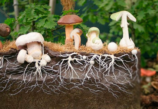  El esquema de crecimiento de hongos a partir del micelio en el corte.