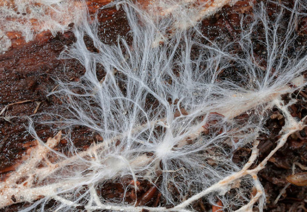  Pilzmycelium