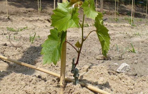  För reproduktion av druvor utan frön används vegetativa metoder, inklusive användning av sticklingar och sticklingar.