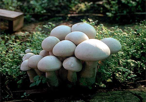  Champignons can grow in the basement or on the open beds