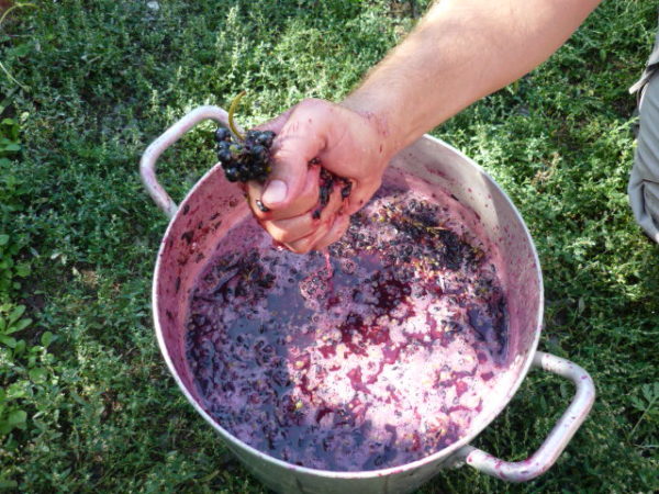  Η δυνατότητα παραγωγής κόκκινου κρασιού από lidiya