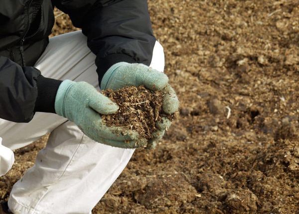  Прилаганият оборски тор е способен да обогатява почвата с полезни вещества в продължение на 4-6 години.