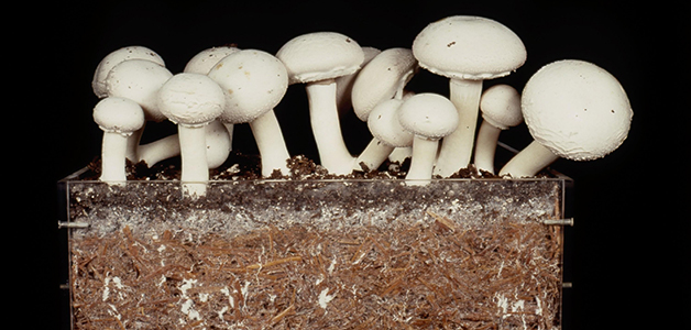  Cogumelos Compostos