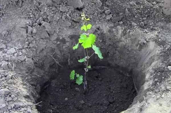 Octubre es un mes ideal para plantar uvas.