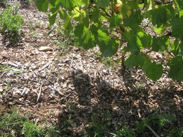  During the dry season, the lower part of the trunk of grapes must be mulched