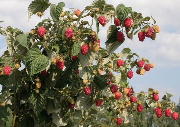  Raspberry vård på hösten