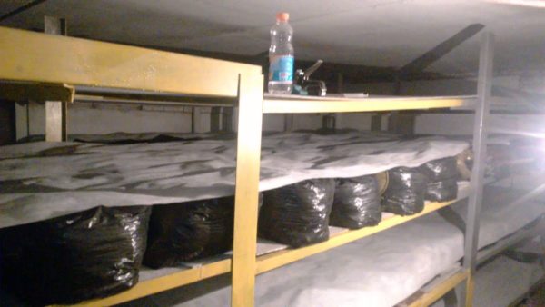  Prepared cellar for the cultivation of champignons