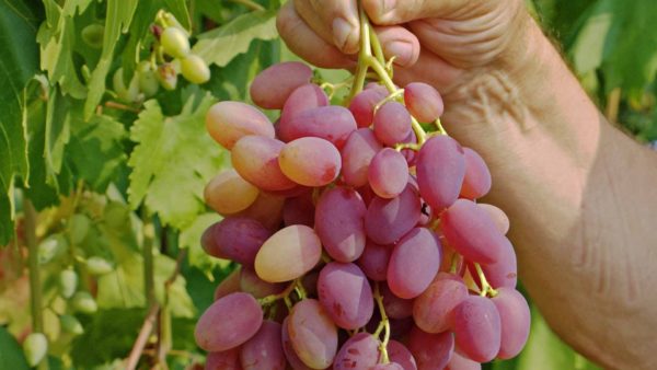  Un grappolo d'uva anniversario varietà Novocherkassk