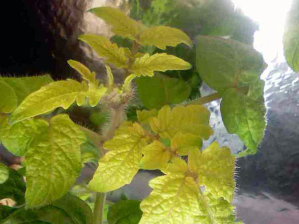  På grund av brist på kväve börjar växtblad att försvaga och bli gul.