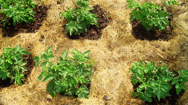  Mulching with sawdust