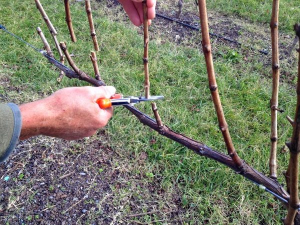  За подобряване на узряването на леторастите и за подобряване на качеството на гроздето Veles с помощта на пролетно подрязване и нормализиране