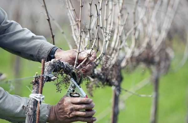  Los arbustos de uva necesitan podar brotes y mangas innecesarios.