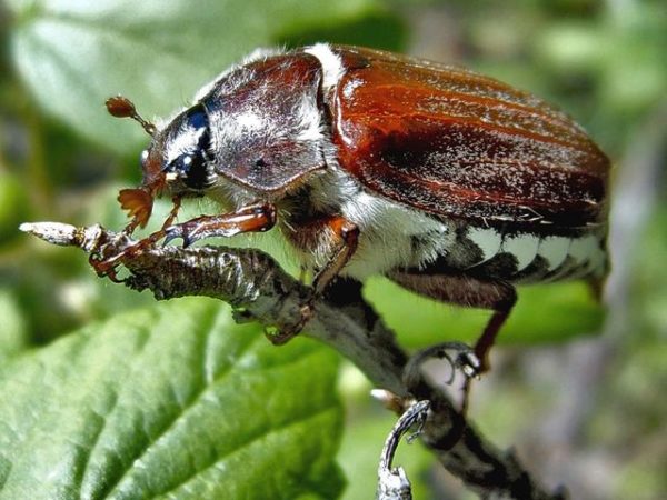  майски бръмбар