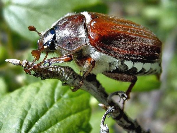  chafer