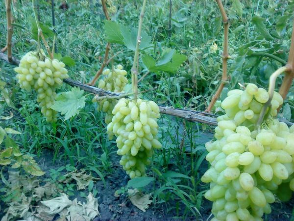  Siglo de bayas de uva en el primer plano de la vid
