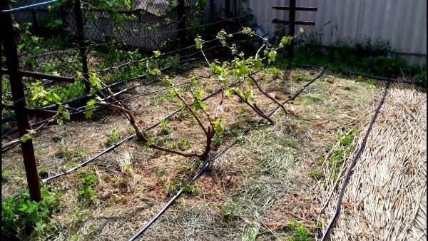  È possibile irrigare le uve con l'aiuto dell'irrigazione a goccia o manualmente