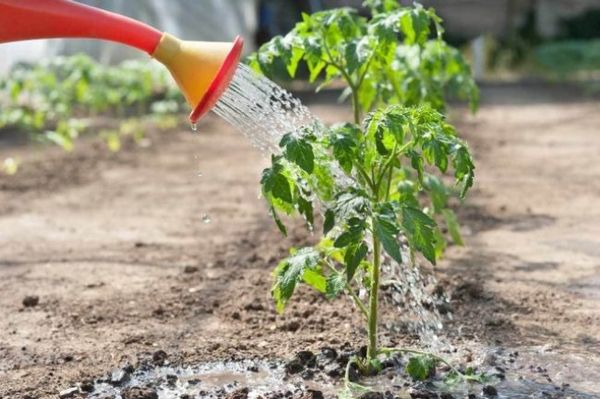  πώς να ταΐζετε φυτά τομάτας