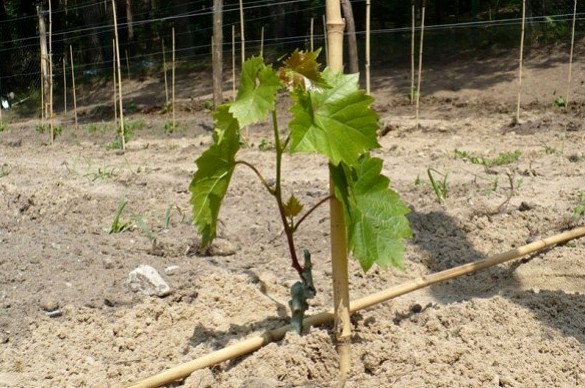  Cultivando uvas de estacas