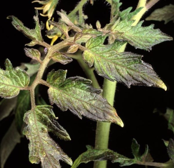  Bristen på fosfor orsakar förmörkelse av plantans löv