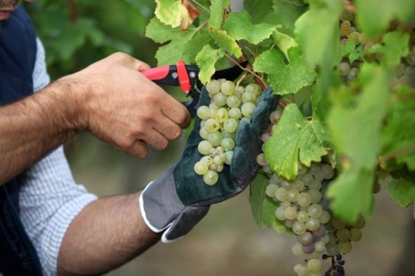  Cuidar das uvas Chardonnay