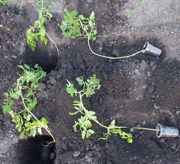  Hur man planterar övervuxna tomatplantor