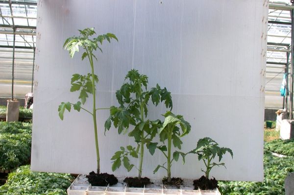  Τα έντονα αναπτυγμένα φυτά έχουν ύψος περίπου 50-60 cm
