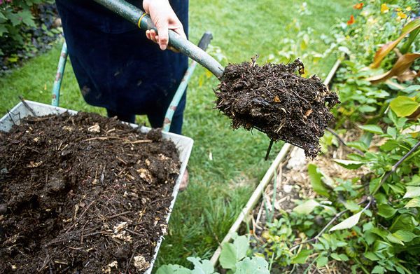  Compostul are un efect pozitiv asupra solului și a lemnului.