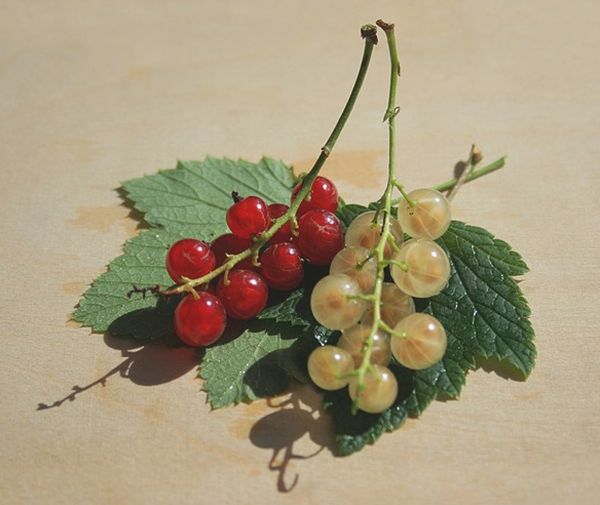  Red and white currants do not need frequent rejuvenation