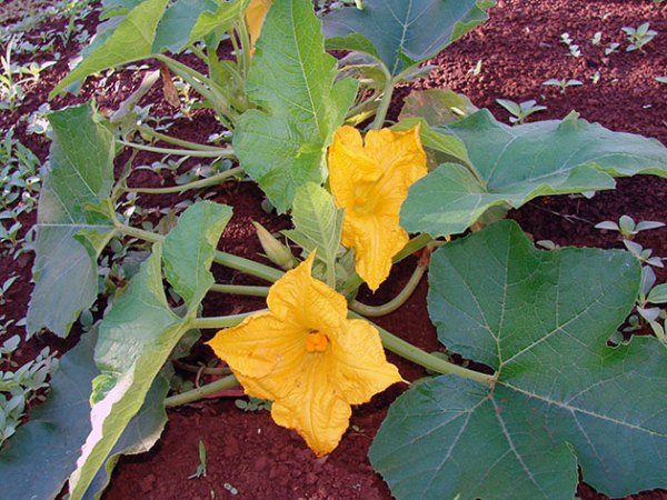  Calabaza de riego especialmente importante durante la floración: la humedad es necesaria para la formación de inflorescencias femeninas