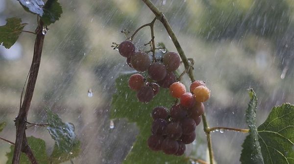  Penyiraman semulajadi adalah salah satu kelebihan anggur pemindahan pada musim luruh