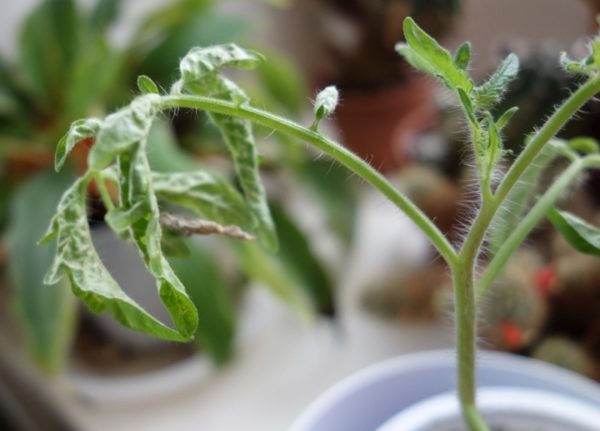  Blekade blad på tomatplantor