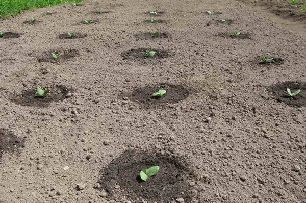  Kürbis wird am Ende des Frühlings im Freiland gepflanzt