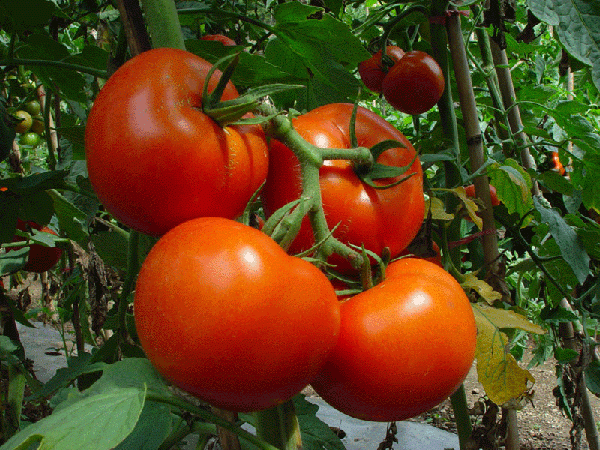  Taman-sortiment rekommenderas för odling i ett växthus i södra delen av landet