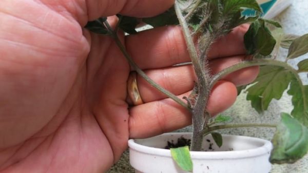  Blackening of the legs of tomato seedlings