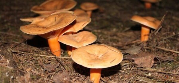  Coltivazione di funghi